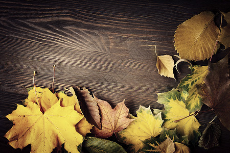 木黑色背景上的秋叶图片