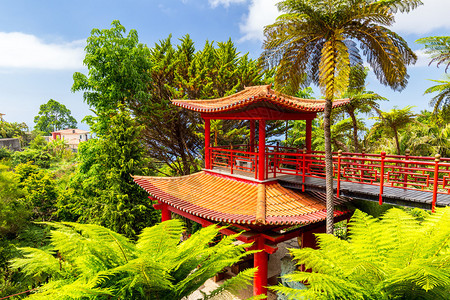 马德拉岛上的可爱公园蒙特宫热带花园红图片
