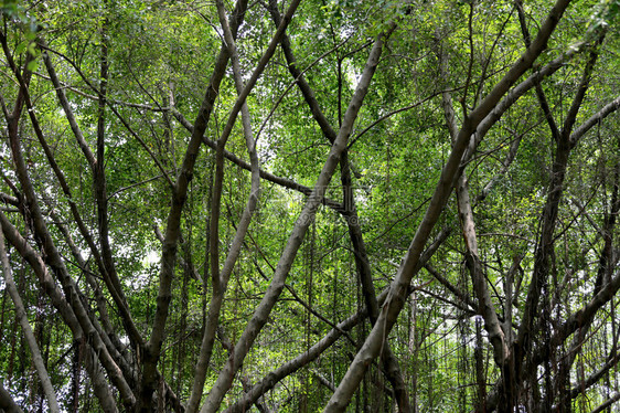 在公共园的banyan树分支用于图片