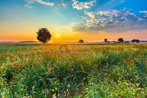 夏天日出在盛开的黄麦田和杂草上清晨图片