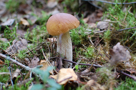 苔叶和黄叶中的橡木蘑菇图片