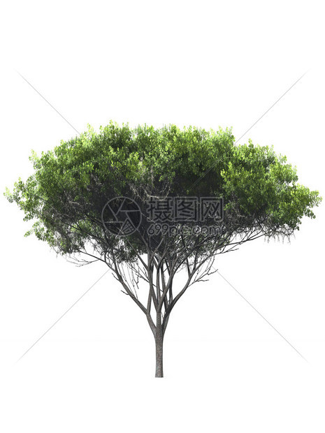 树孤立的白色背景图片