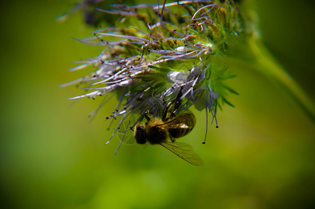 phacelia花tanacetifolia和卑微的蜜蜂的特写镜头收集花蜜图片
