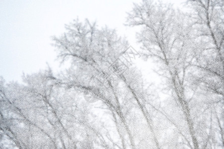 冰冻的森林冬季风景雪覆盖着树木图片