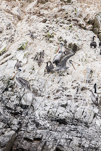 石岛上的鸬鹚企鹅和鹈鹕秘鲁巴列斯塔群图片