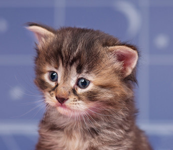 浅蓝色背景下可爱的西伯利亚小猫的肖像图片