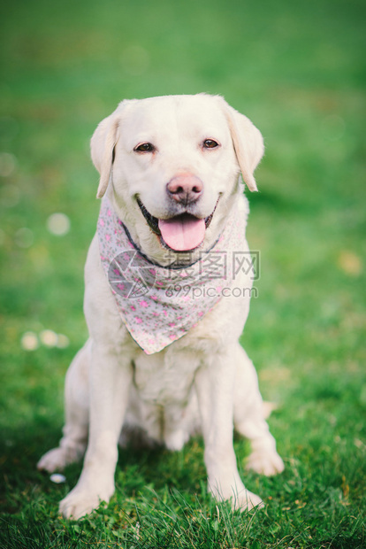 拉布多猎犬坐在绿草上图片