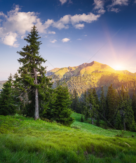 松树林附近山坡上的云杉树在山的夏天风景太阳越过山脊晨光卡帕提图片