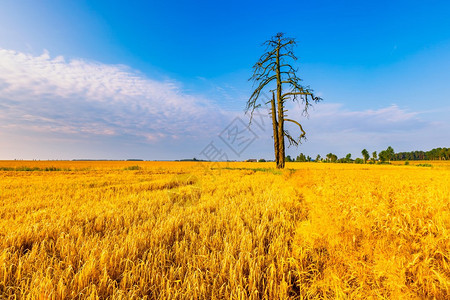 波兰的谷物田夏季农村生机勃的图片