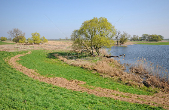 有柳树的Elbe河池萨克森安哈图片