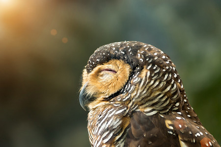 美丽斑点的木头猫鹰正在用阳光睡觉Strixsel图片