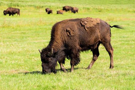 美洲野牛群Bisonbison图片