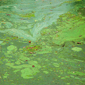 脏水上的绿藻图案图片