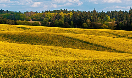 夏季乡村景观的曲线和条与油菜田和蓝天乡村景观春天的风景农村的黄色油菜田美丽的图片