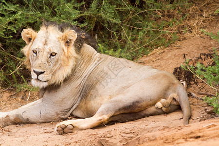 肯尼亚狮子Tsa图片