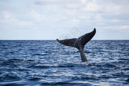 一只驼背鲸Novaengliaemaptera将其巨大的裂痕从海洋中抬出为什么母背鲸会采取这种行为还不背景图片