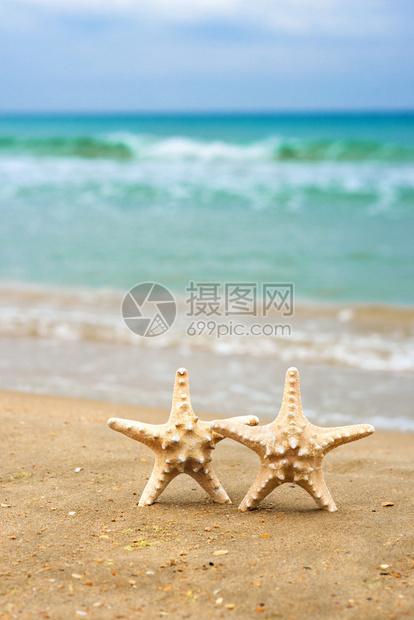 海星在海滩上的贝壳复制文图片