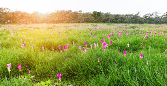 泰语中称为DokKraJiao的SiamTulip田地或泰国沙洪公园Chaiyaphum干枯树林中的Curcumaalismat图片