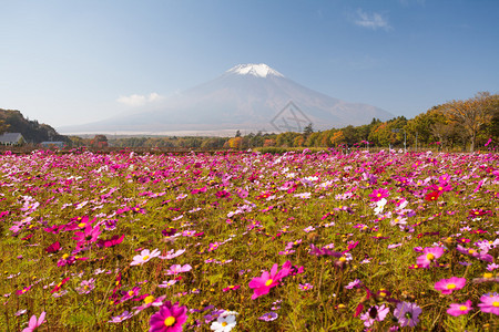 山中湖花野宫古公园秋季的波斯菊图片