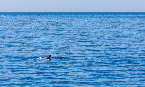 海豚鳍高于海浪图片