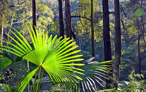 澳洲悉尼附近的温带雨林下草原上的澳大利亚卷心树棕榈Livistonaaust图片