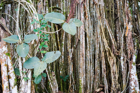 生长在热带古巴的榕树图片