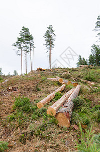 林区砍伐的木材图片