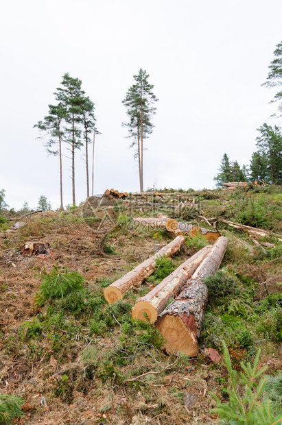 林区砍伐的木材图片