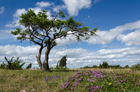 夏天的景色与花朵相伴在瑞典奥兰岛一片图片