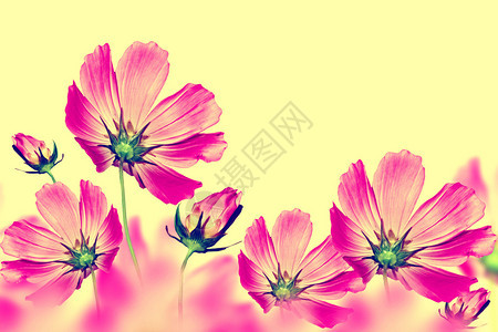 鲜艳多彩的花朵宇宙花卉背景图片