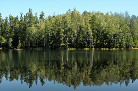 在森林湖的清澈水中背景图片