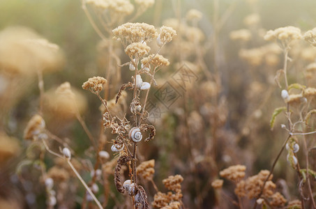 早晨阳光下的野草甸秋天的田野有很多小蜗牛背景为您的设计提供阳光明媚图片