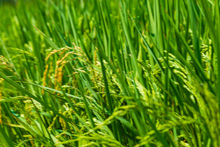 稻田农业产用水稻图片