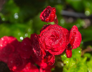 天竺葵组明亮的樱桃红色花朵图片