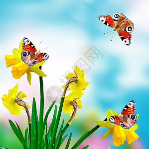 蓝天背景上的雏菊花水仙蝴蝶背景图片