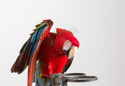 红色的Macaw在白色图片