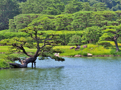 日本香川县高松市栗林花园的松树与湖栗林庭园是日本最著名的图片