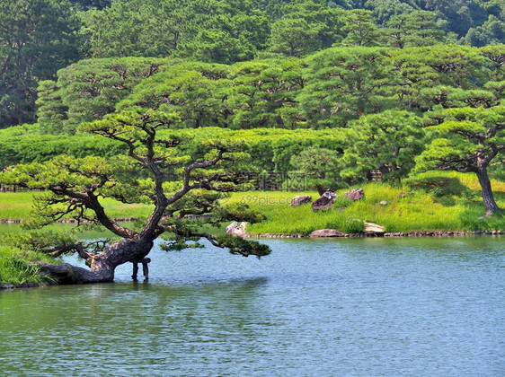 日本香川县高松市栗林花园的松树与湖栗林庭园是日本最著名的图片