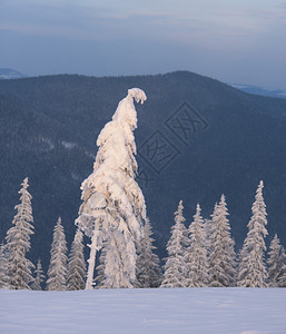 圣诞风景雪中有fir树图片