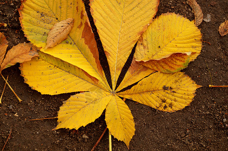 栗树叶子的秋天练习曲图片