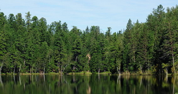 在森林湖的清澈水中背景图片