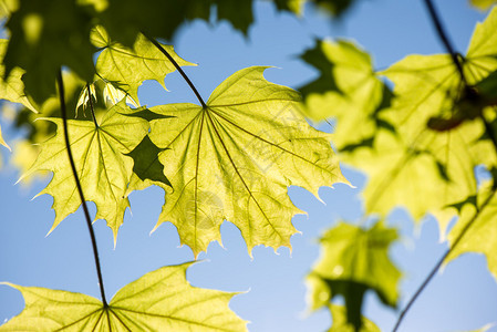 蓝天上的绿叶和树枝图片