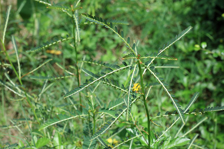 Phyllanthusniruri草本植物和其他名称图片