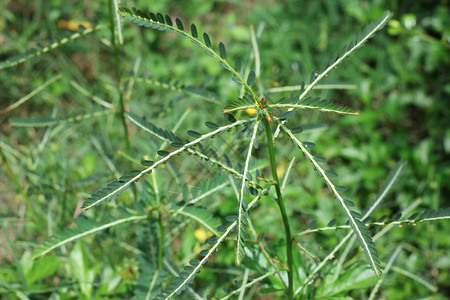 Phyllanthusniruri草本植物和其他名称图片