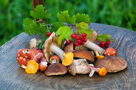蘑菇作物白蘑菇红菇鸡油菌图片