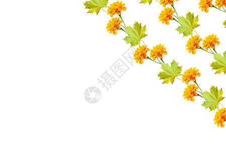 孤立在白色背景上的树叶金色的秋天万寿菊图片