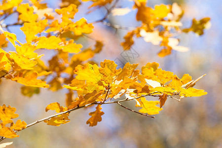 蓝天上美丽的秋天橡树叶枝图片