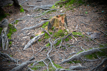 喀尔巴阡山脉地面上的树根和苔藓图片