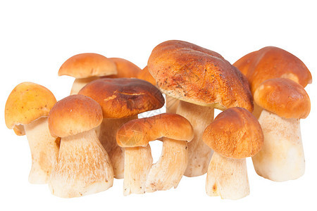 在白色背景的食用森林蘑菇牛肝菌背景图片