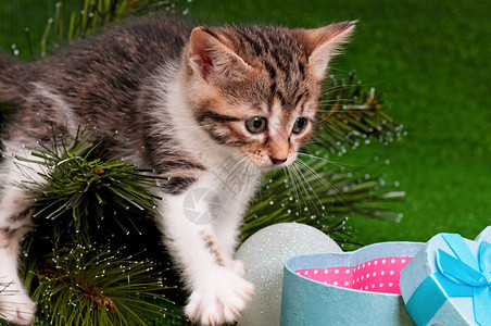 可爱的小猫正在调查圣诞树上的装饰品猫作为礼物小猫爬图片